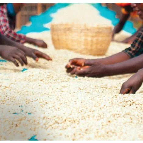 Ethiopia - Banko Gotiti