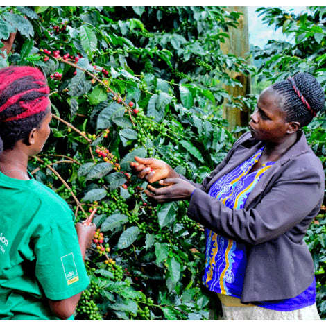 Uganda - Sironko
