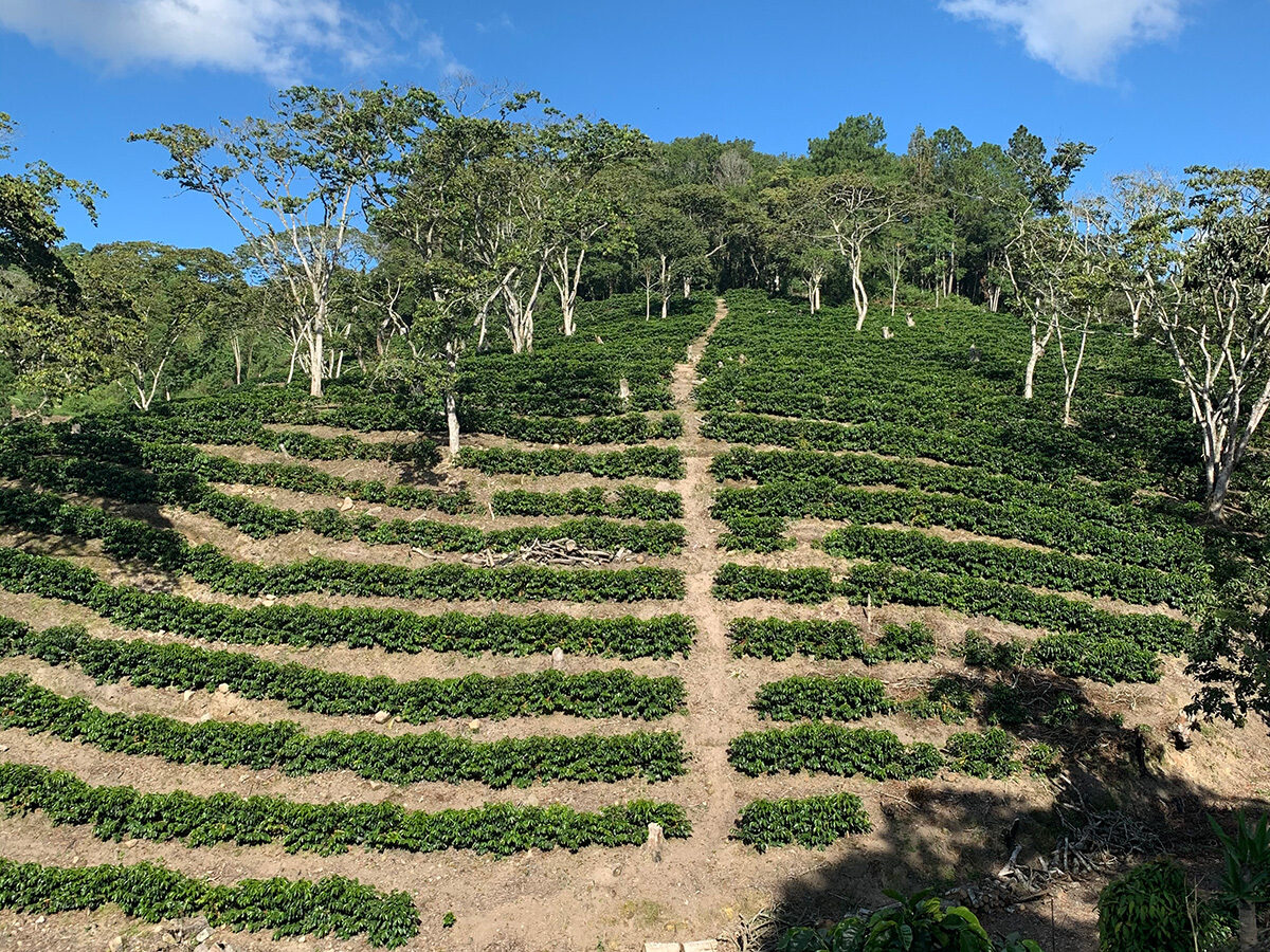 Honduras - Yolanda Urrea