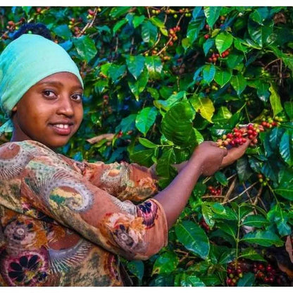 *PRE-ORDER* Wreathiopia - Christmas '25