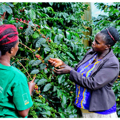 Uganda - Sironko